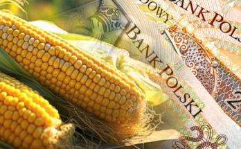 Dopłaty-do-kukurydzy