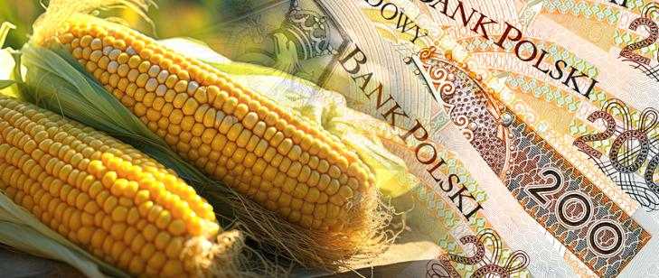 Dopłaty-do-kukurydzy